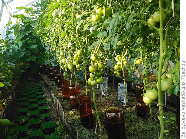 А ещё недавно все были зелёные...