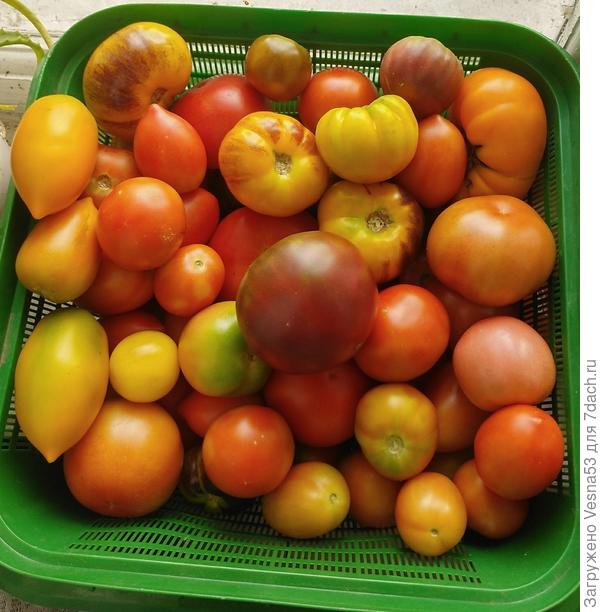 Эти ещё дозреют