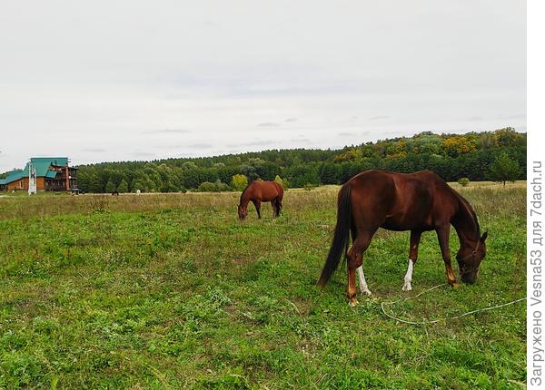Кони на лугу