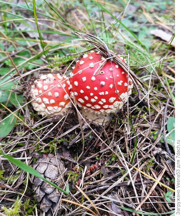 Просто красивое... (мухоморчики)