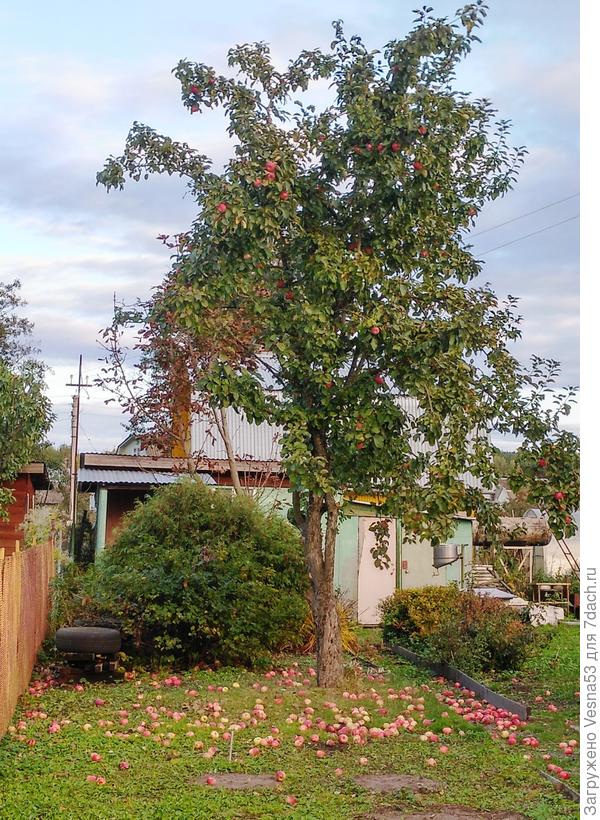 Соседская яблоня. Не успели, собирали яблочки с земли.