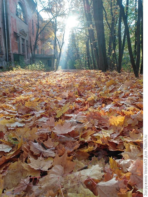 Золотой ковёр октября