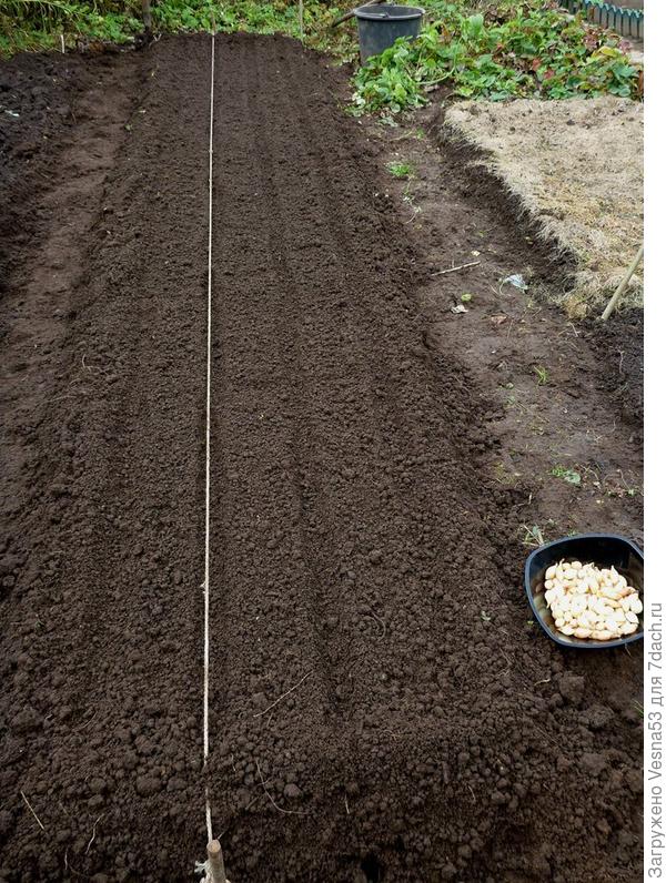 Грядка под лук
