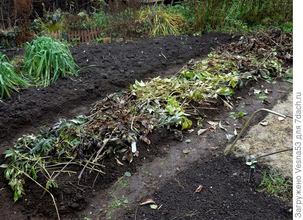 Грядка, прикрытая мульчей