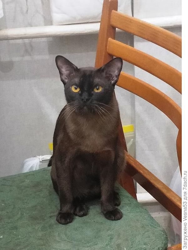 Он же Майкл