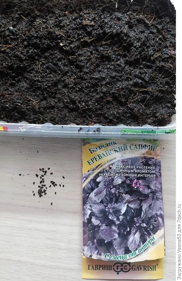 Начало посева базилика