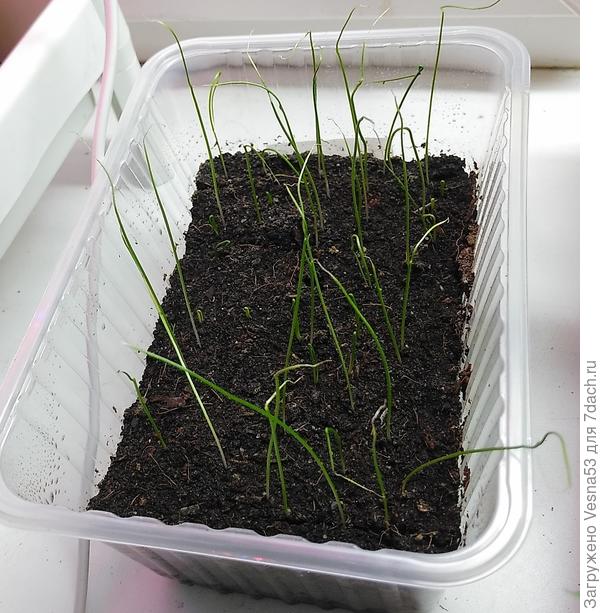 Всходы порея Жираф 16 марта