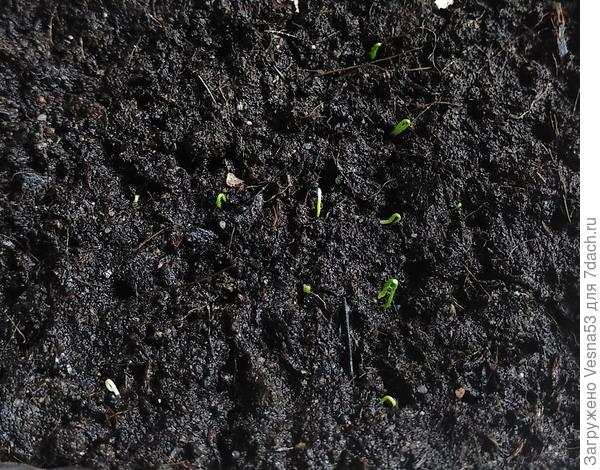 Всходы Кэнди F1 22 марта, 6 дней от посева