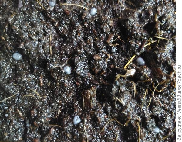 Семена через минуту после увлажнения из опрыскивателя.