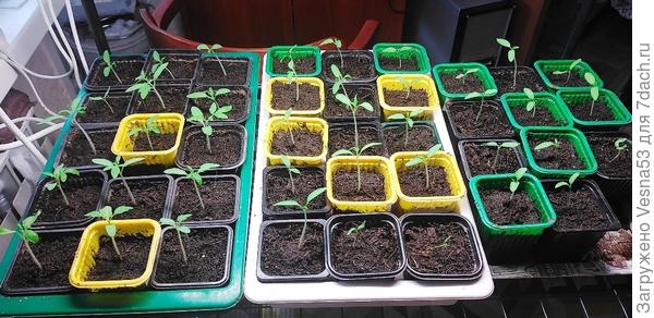 Распикированные томаты. Не все, только одна полка на стеллаже.