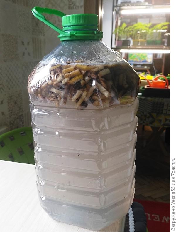 Будущее удобрение. Накрошенная банановая шкурка в воде. Начинает пениться.