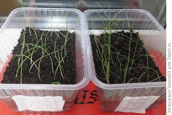 слева направо: сладкий Кэнди на репку, порей Жираф