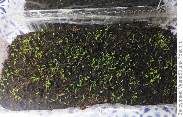 Петуния, смесь. 1 апреля