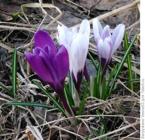 Крокусы