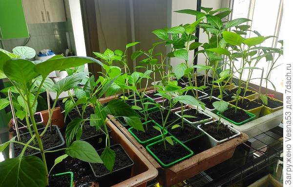 Перцы, на стеллаже под лампой