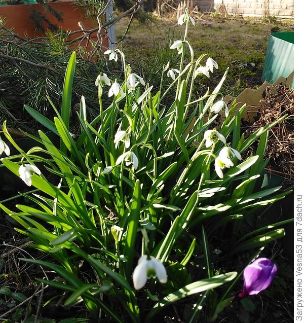 Подснежники