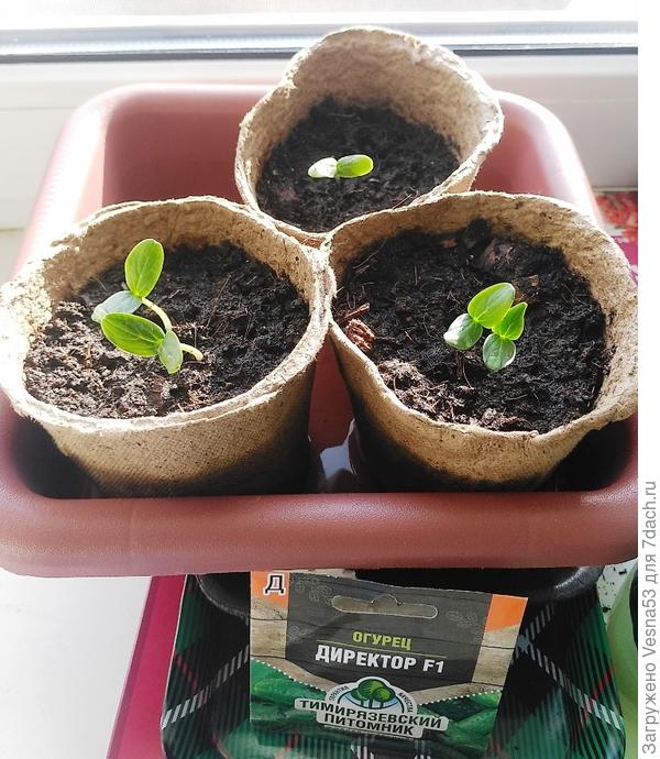 Всходы огурчиков 14 апреля