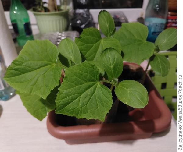 Рассада огурцов 24 апреля. Неделя до высадки в теплицу.