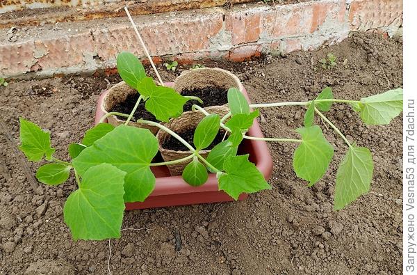 Рассада огурцов перед высадкой в теплицу. 30 апреля.