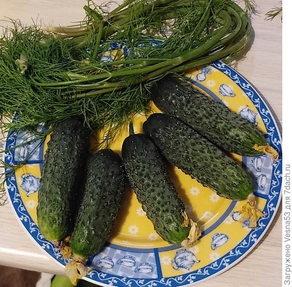 Первые огурчики сезона 2023, теплица, сорт  Директор F1