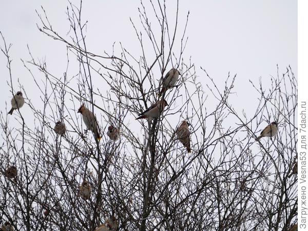 Прилетели свиристели!