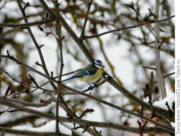 А это - весёлая птица синица