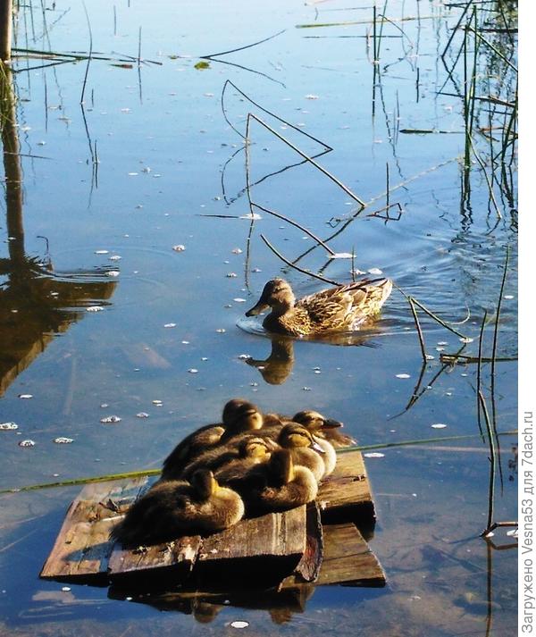 Утиная семейка