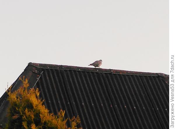 Вяхирь, 28 мая.