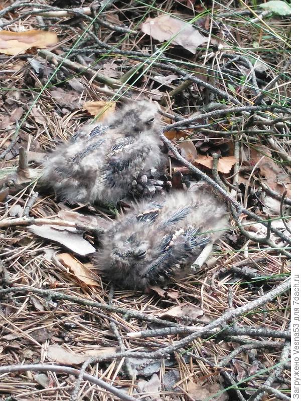 Птенцы козодоя. Спят прямо на земле среди болота. Июль.