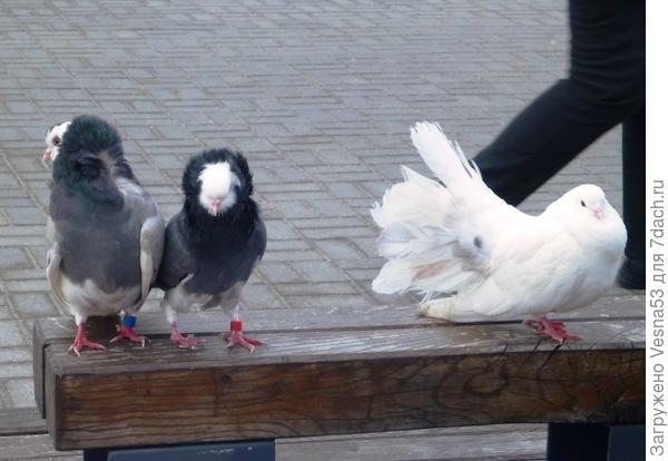 Голуби для фотосессий