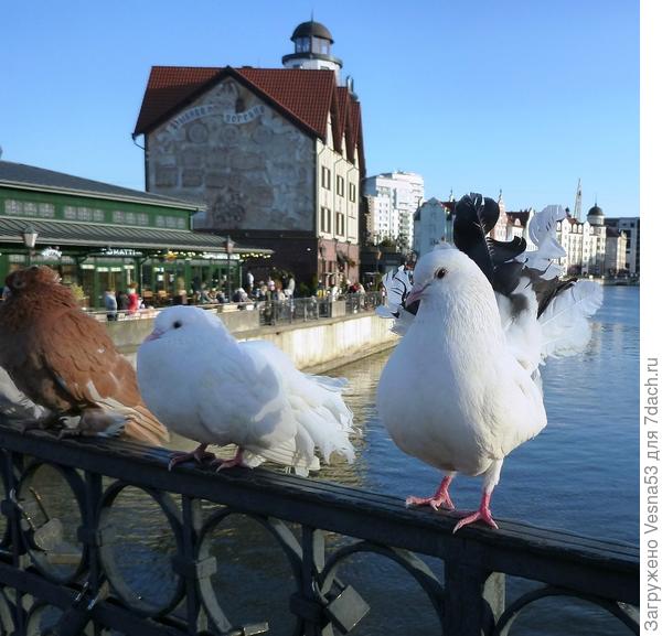 Сидят смирно, ручные