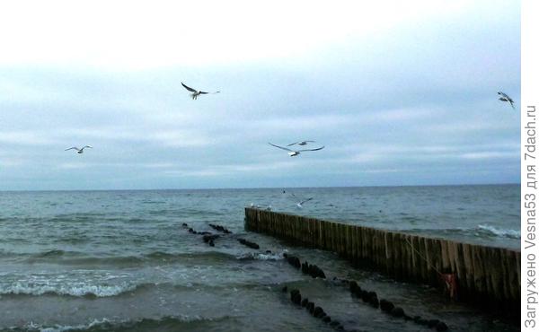 Чайки над морем