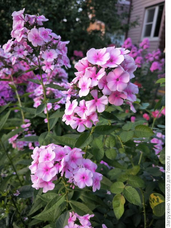 Флоксы без названия