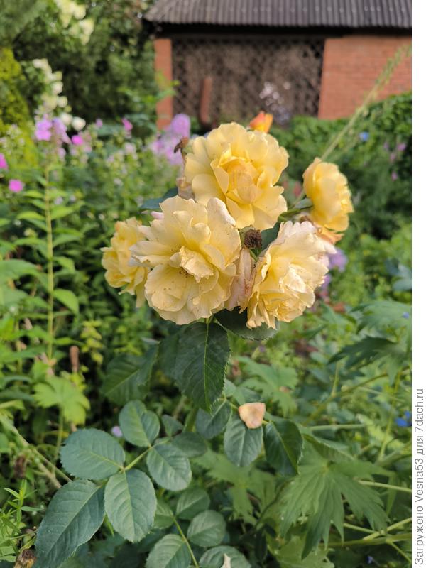 Цветёт роза Постиллион