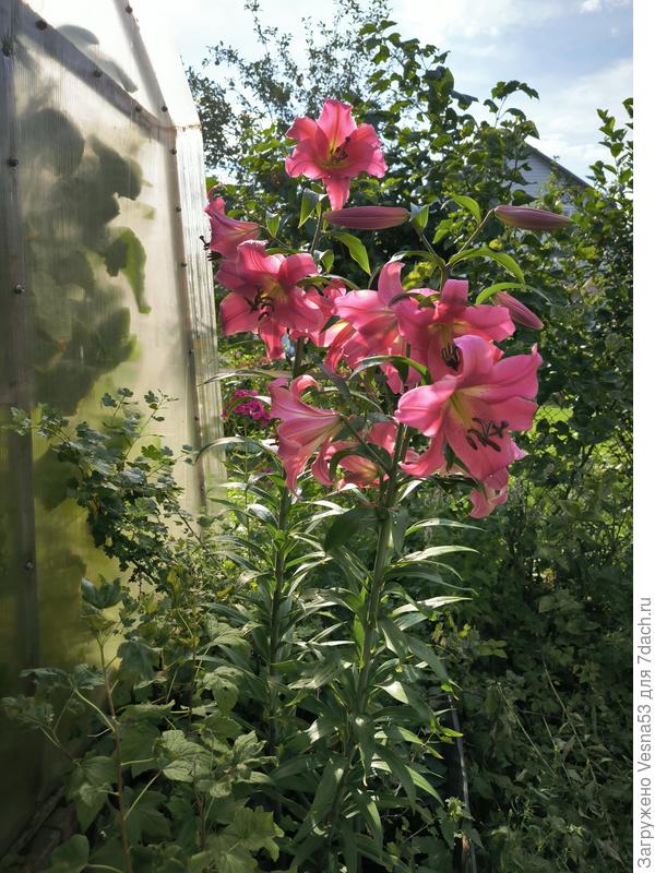 Тё же лилии, но в полный рост