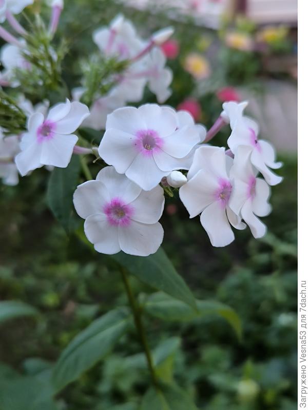 Флоксы, тоже без названия