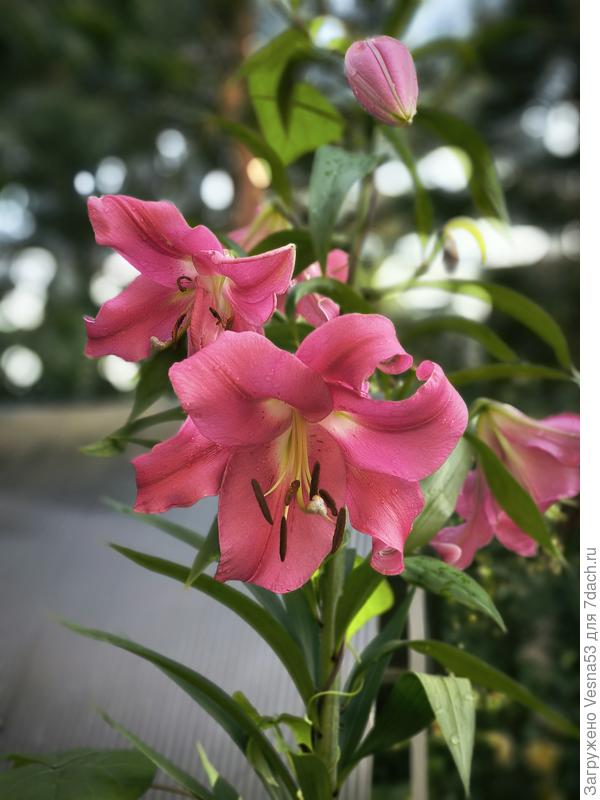 Лилии, ОТ-гибрид. Название утеряно