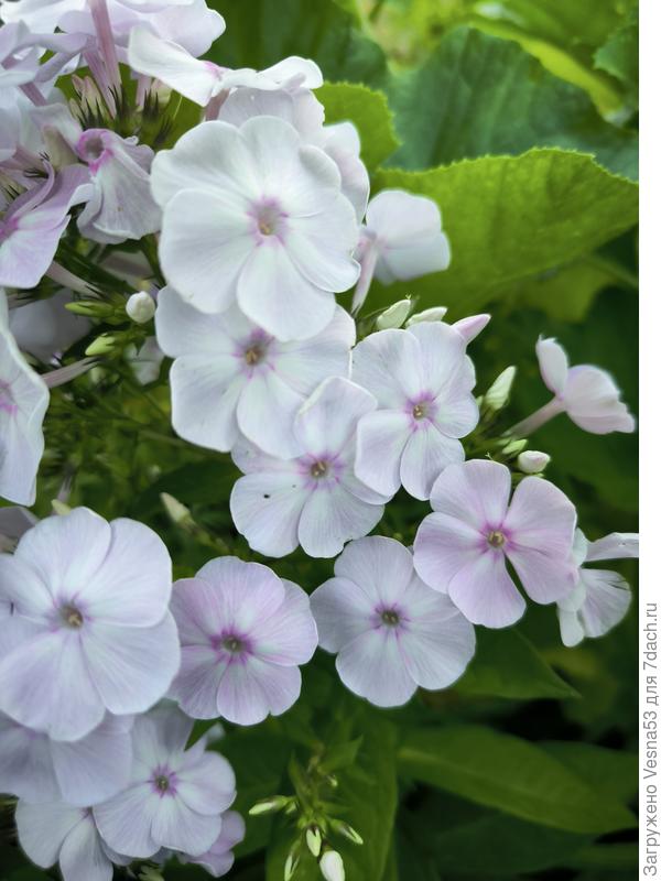 Флоксы Зимнее утро