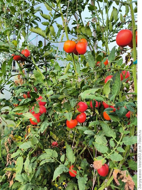 Танюшин томат