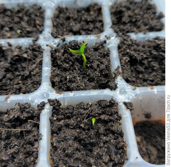 И еще парочка...