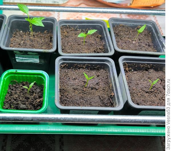 Первые всходы распикированы. 5 штук (самый большой - это острый перец, не считается)