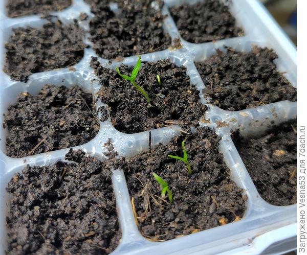 Взошедшие сладкие перцы на 19 марта (посев 25 февраля)