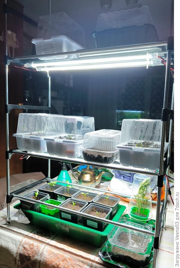 Моя рассада... На тёмной верхней полке посевы, которые еще не начали всходить (это дополнительная партия перцев и второй посев томатов от 16 марта)