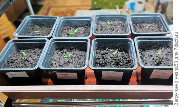 Еще 8 штук распикировано. Остальные пока молчат...