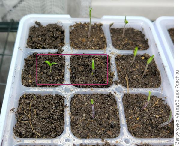 Брендифред, первый день после всходов, 2 штучки.