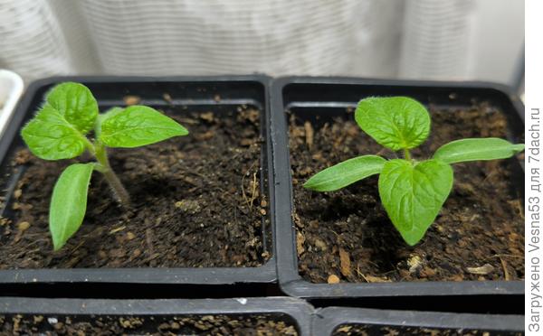 Гном Брендифред, три недели от посева.