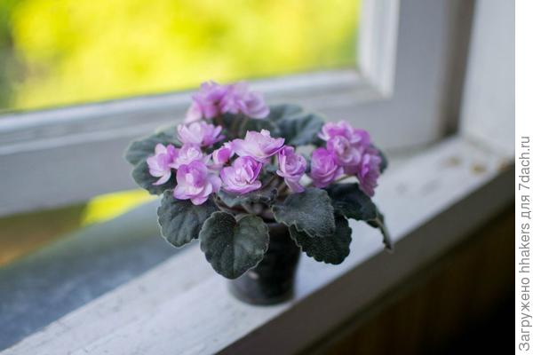 Ness Satin Rose