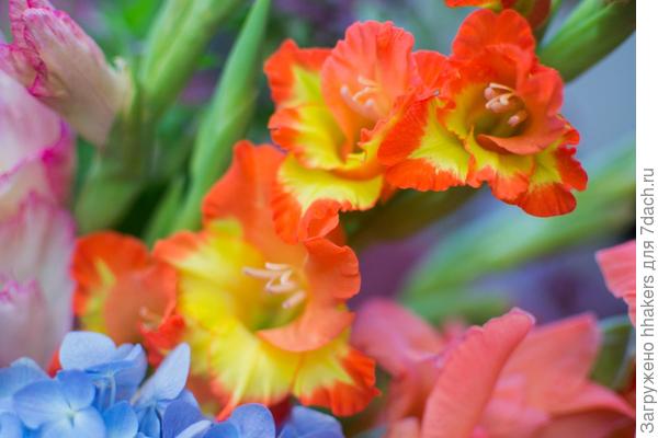 PRINCESS MARGARETH ROSE