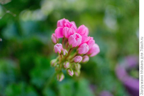 Pink Pandora