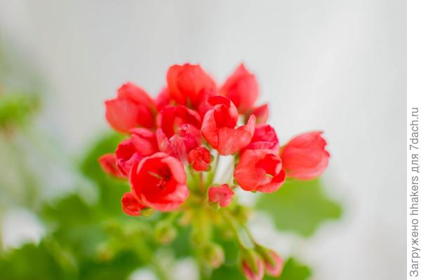 Red Pandora